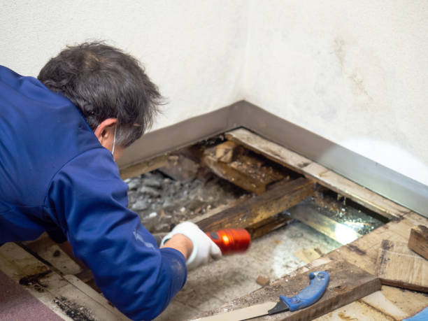 Best Residential Mold Remediation in Norco, CA