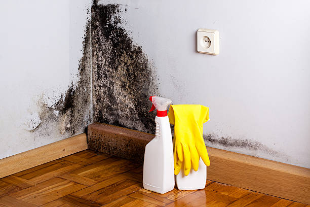 Best Mold Remediation for Specific Building Types in Norco, CA