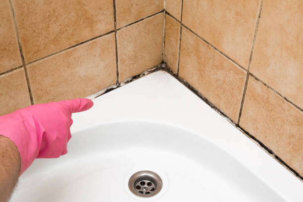 Best Attic Mold Remediation in Norco, CA